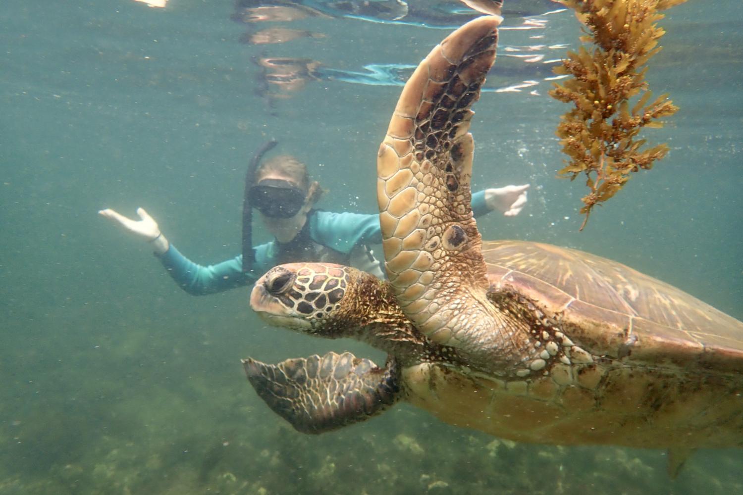 一名<a href='http://dnli.ngskmc-eis.net'>博彩网址大全</a>学生在Galápagos群岛游学途中与一只巨龟游泳.